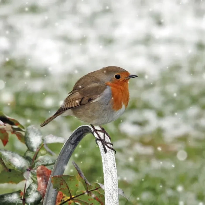 Framed Print : Robin - Sitting on watering can - Feathers fluffed up to keep warm in winter (snow in background) Digital Manipulation: falling snow