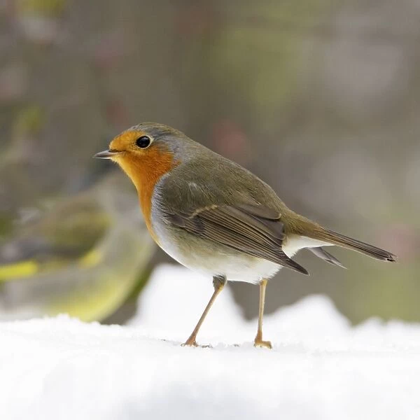 Robin - In snow