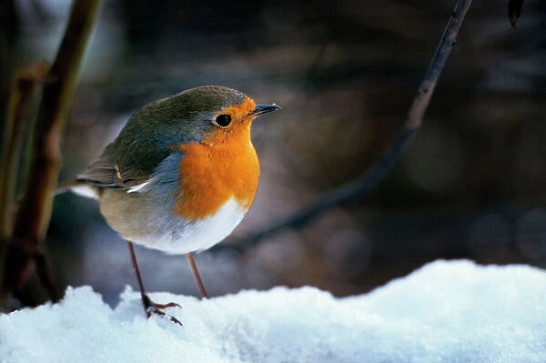 Robin - On snow. ME-1292 Robin - On snow Erithacus rubecula Johan De Meester