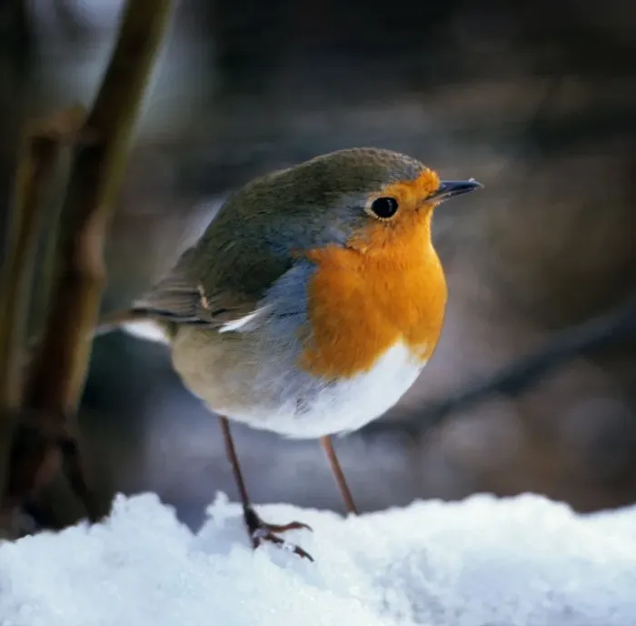 Framed Print : Robin - On snow Framed Print : Robin - On snow