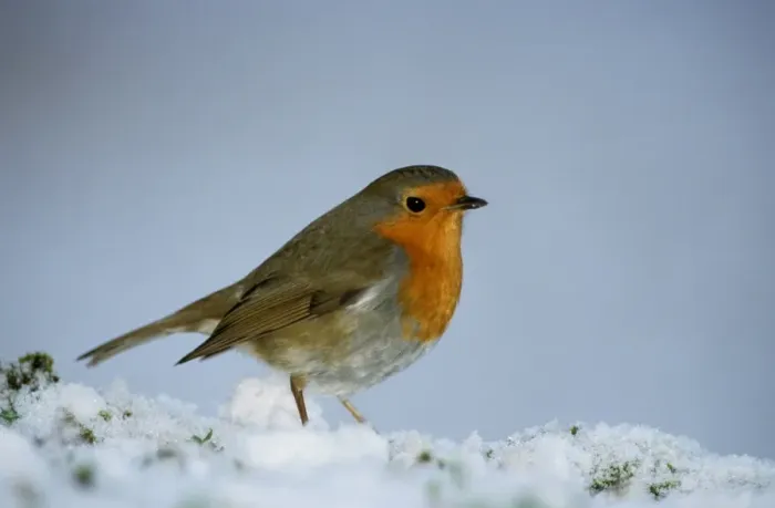 Framed Print : Robin - On snow Framed Print : Robin - On snow