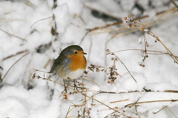 Robin - in snow