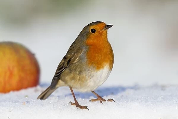 Robin - in snow - with apple - Winter - UK