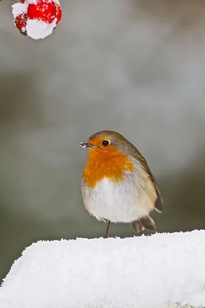 Robin - in snow - Bedfordshire UK 8895