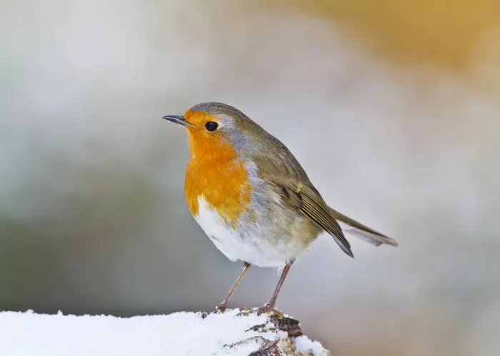 Framed Print : Robin - in snow - Bedfordshire UK 8899 Framed Print : Robin - in snow - Bedfordshire UK 8899