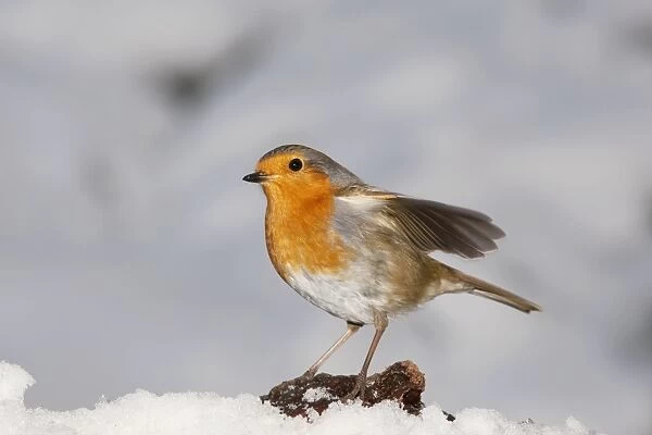 Robin - in snow - Cotswolds UK