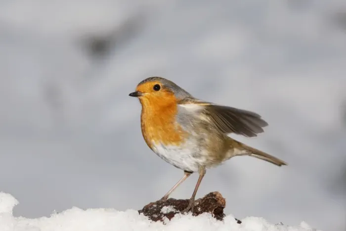 Framed Print : Robin - in snow - Cotswolds UK Framed Print : Robin - in snow - Cotswolds UK
