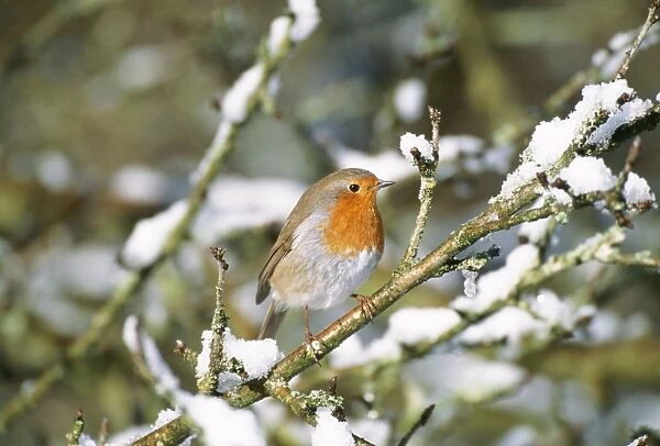 Robin - on snow covered branch