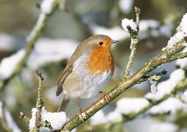 Robin On snow covered branch