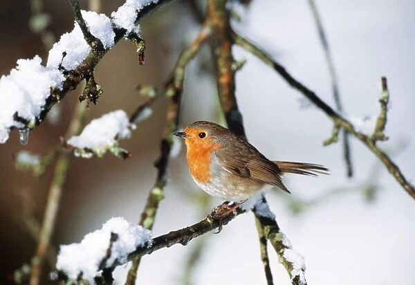 ROBIN - on snow covered branch
