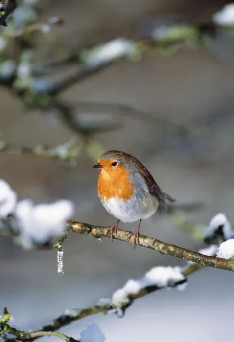 Framed Print : Robin - on snow covered branch Framed Print : Robin - on snow covered branch