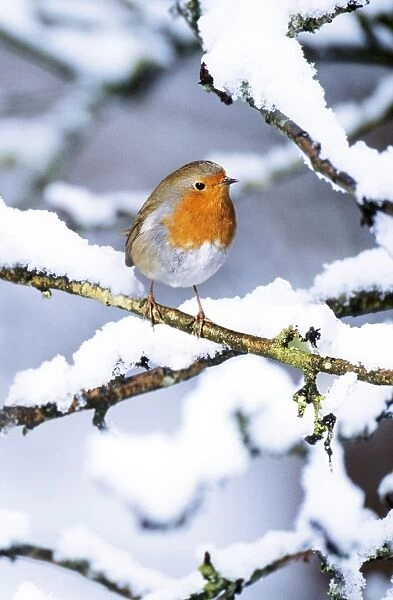 Robin - on snow covered branch. Added snow & background