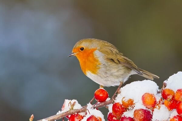 Robin - on snow covered crab apples - Bedfordshire UK 8901
