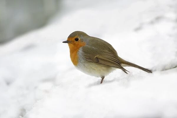 Robin - in snow covered garden, Lower Saxony, Germany