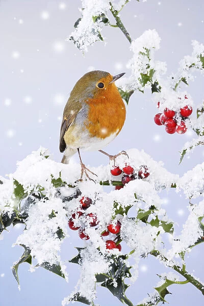 Robin - on snow covered holly