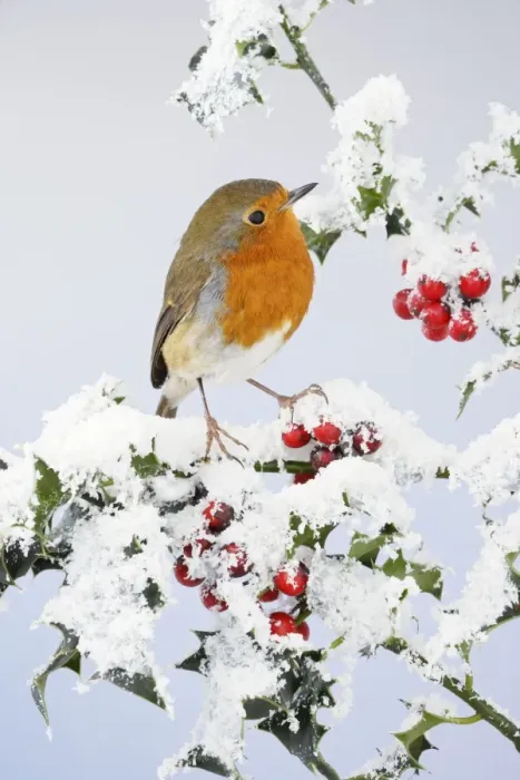 Framed Print : Robin - on snow covered holly - Bedfordshire - UK 006921 Framed Print : Robin - on snow covered holly - Bedfordshire - UK 006921