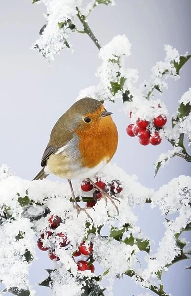 Robin - on snow covered holly - Bedfordshire - UK 006926