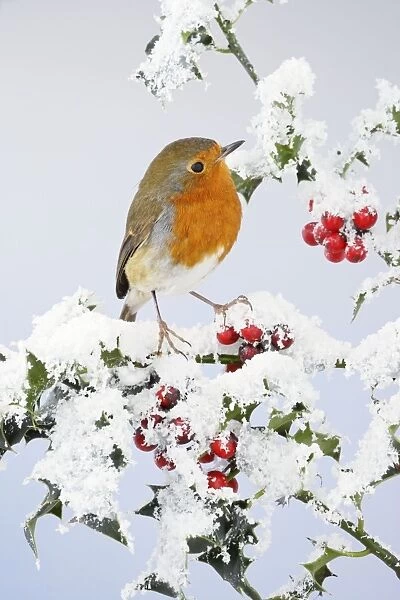 Robin - on snow covered holly - Bedfordshire - UK 006921