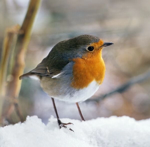 Robin - On snow Digital Manipulation: lightened background