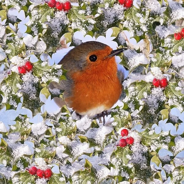 Robin - in snow & frost covered holly Digital Manipulation: Holly (BB)