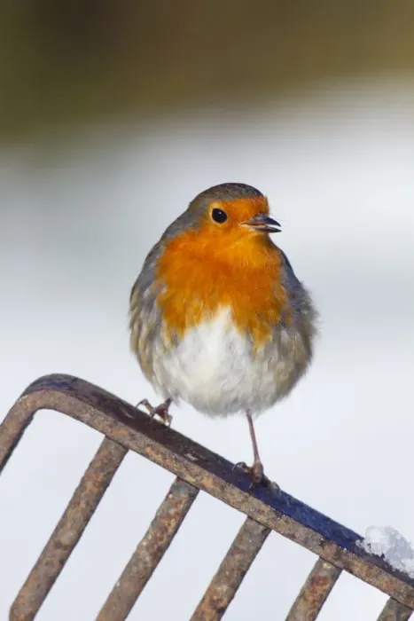 Framed Print : Robin - in snow on garden fork - UK Framed Print : Robin - in snow on garden fork - UK