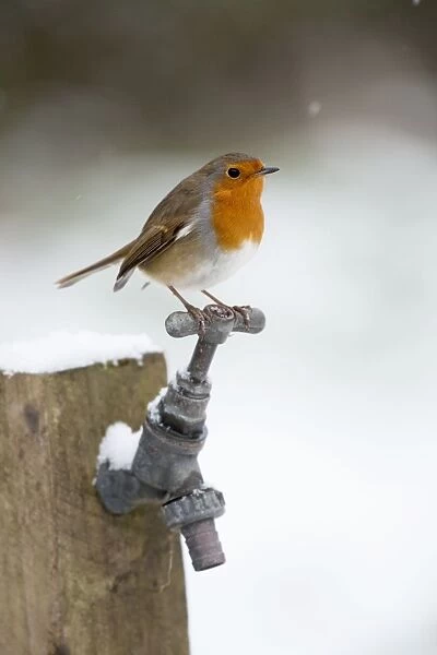 Robin - in snow - on garden tap - Winter - UK