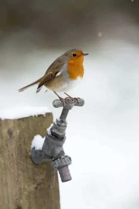 Framed Print : Robin - in snow - on garden tap - Winter - UK Framed Print : Robin - in snow - on garden tap - Winter - UK