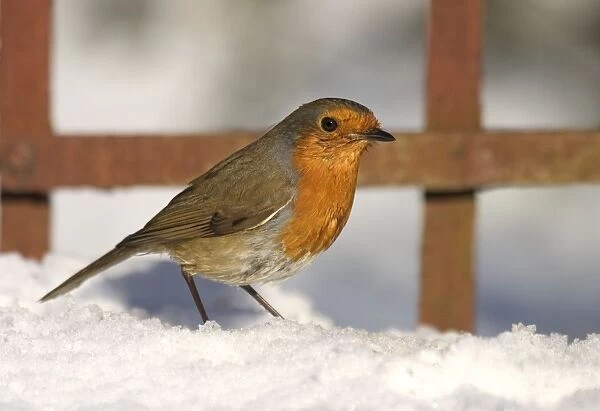 Robin - In snow in front of garden trellis Norfolk UK