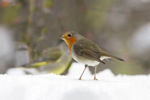 Robin - In snow, Lower Saxony, Germany