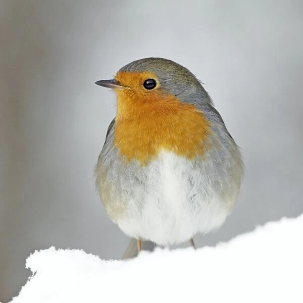 Robin - in snow - Lower Saxony - Germany