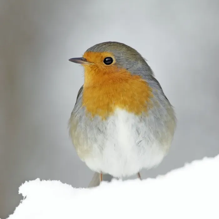 Framed Print : Robin - in snow - Lower Saxony - Germany Framed Print : Robin - in snow - Lower Saxony - Germany