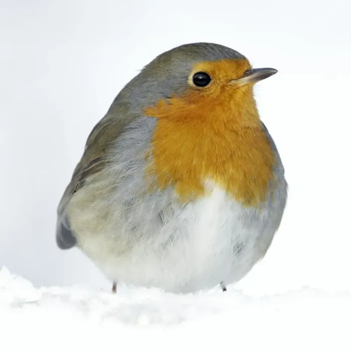 Framed Print : Robin - in snow - Lower Saxony - Germany Framed Print : Robin - in snow - Lower Saxony - Germany