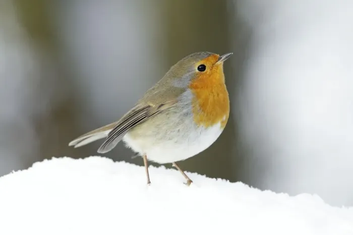 Framed Print : Robin - in snow - Lower Saxony - Germany Framed Print : Robin - in snow - Lower Saxony - Germany