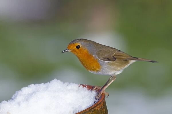 Robin - in snow on pot - UK