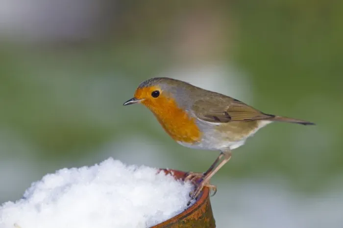 Framed Print : Robin - in snow on pot - UK Framed Print : Robin - in snow on pot - UK