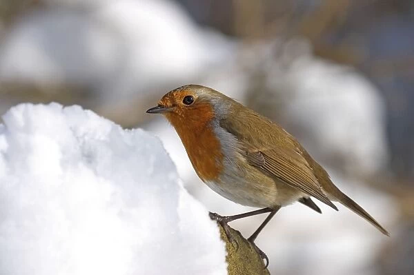 Robin in Snow UK