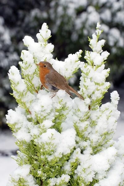 Robin - in snow - UK