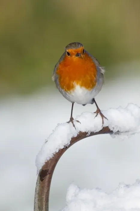 Framed Print : Robin - in snow - UK Framed Print : Robin - in snow - UK
