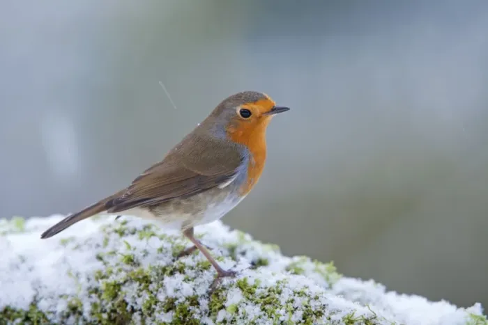 Framed Print : Robin - in snow - Winter - UK Framed Print : Robin - in snow - Winter - UK