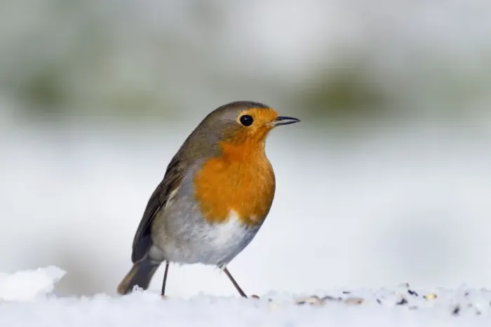 Framed Print : Robin - in snow - Winter - UK Framed Print : Robin - in snow - Winter - UK