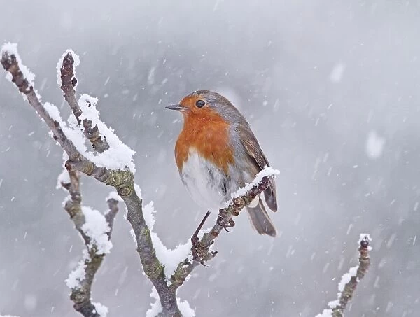 Robin - in snowstorm - Bedfordshire UK 008009