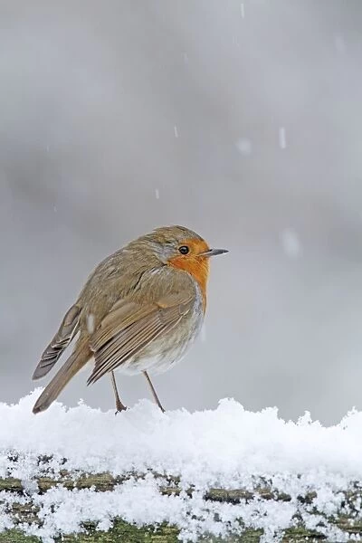 Robin - in snowstorm - Bedfordshire UK 008014
