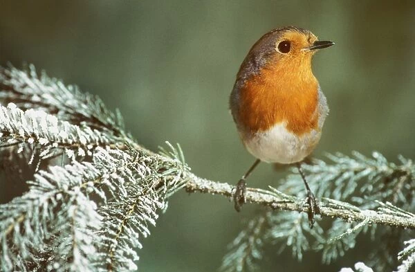 Robin - On snowy branch