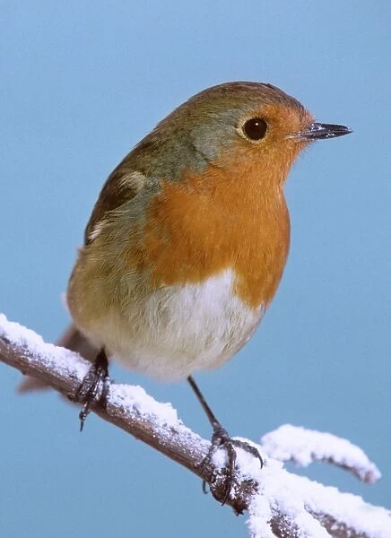 Robin - On snowy branch