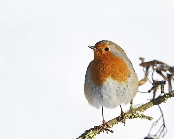Robin - on snowy branch - Bedfordshire UK 007979