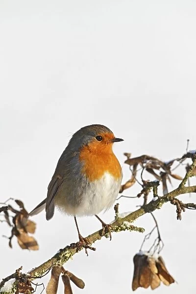 Robin - on snowy branch - Bedfordshire UK 007980