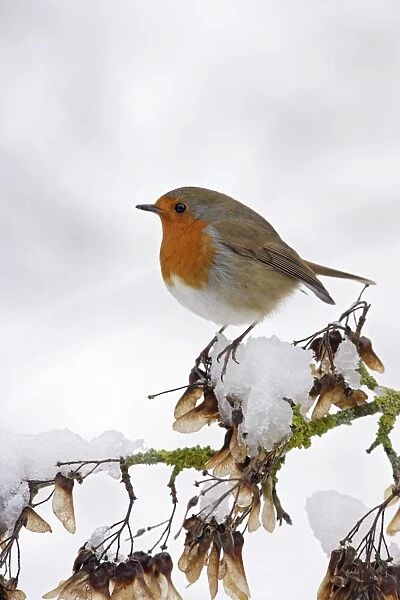 Robin - on snowy branch - Bedfordshire UK
