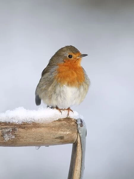 Robin - on snowy fork handle - Bedfordshire UK 007996 Manipulated Image: Red breast patched up