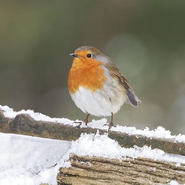 Robin - on snowy gate - Bedfordshire UK 008001