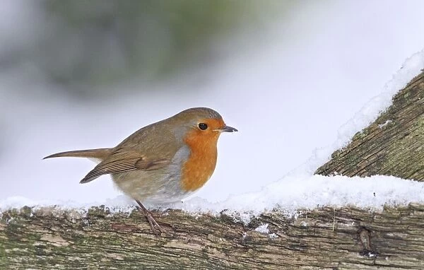 Robin - on snowy gate - Bedfordshire UK 008004